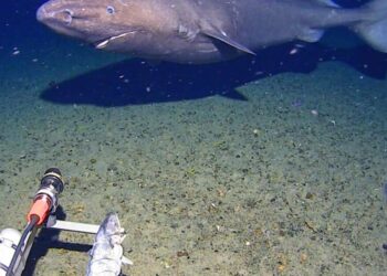 Surprise shark caught on camera for first time in Antarctica’s near-freezing deep
