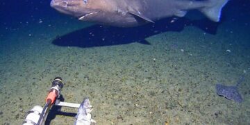Surprise shark caught on camera for first time in Antarctica’s near-freezing deep
