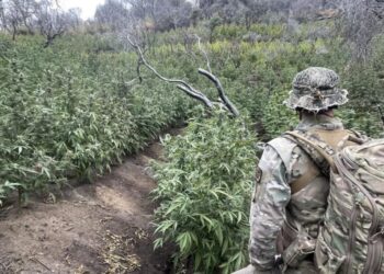 A ‘ticking environmental time bomb’: Illegal cannabis farms poison California’s forests