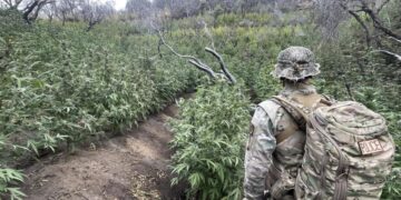 A ‘ticking environmental time bomb’: Illegal cannabis farms poison California’s forests