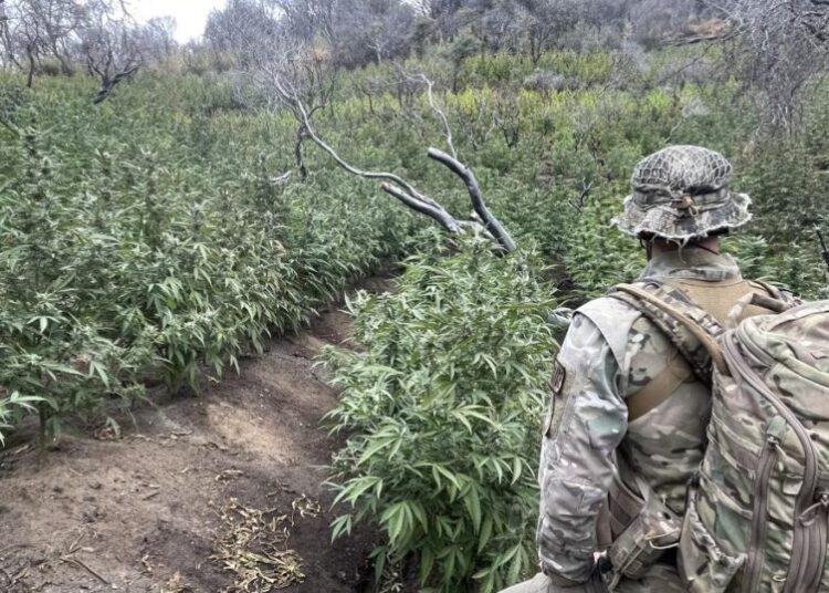 A ‘ticking environmental time bomb’: Illegal cannabis farms poison California’s forests
