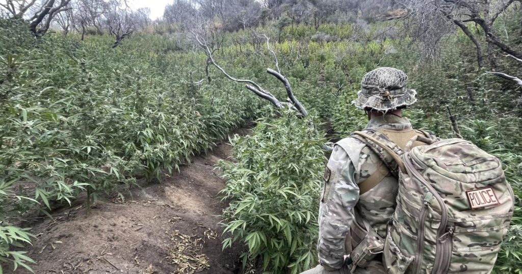 A ‘ticking environmental time bomb’: Illegal cannabis farms poison California’s forests