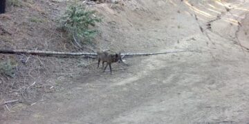 A wolf has come to Los Angeles County for the first time in more than a century