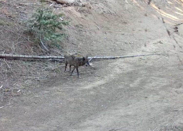 A wolf has come to Los Angeles County for the first time in more than a century