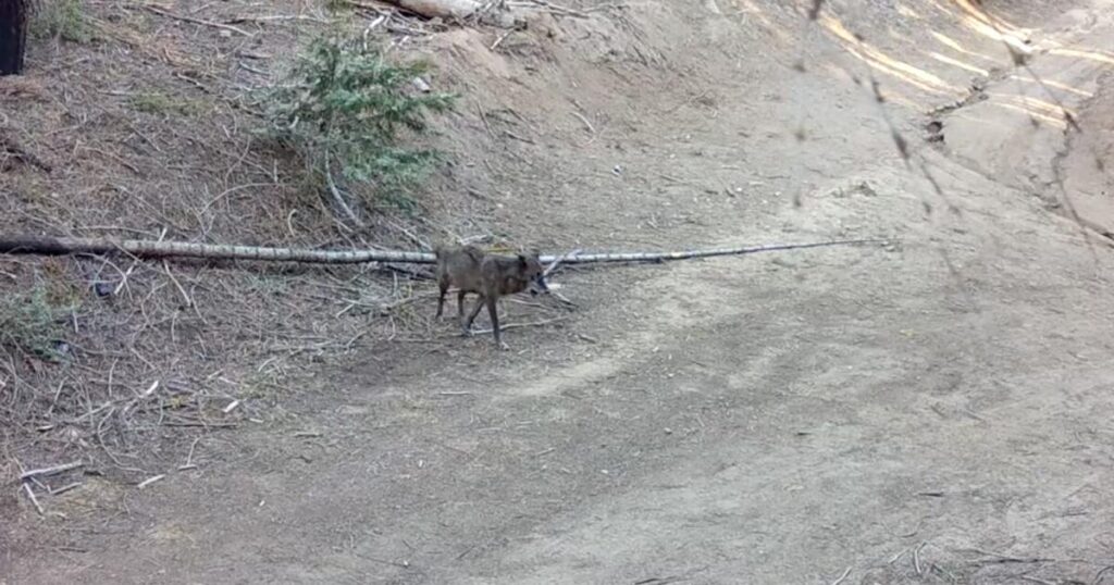 A wolf has come to Los Angeles County for the first time in more than a century