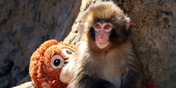 ‘I am Punch’: How a baby monkey made us laugh, cry and see ourselves in his struggle to fit in