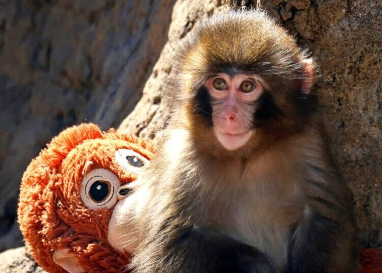 ‘I am Punch’: How a baby monkey made us laugh, cry and see ourselves in his struggle to fit in