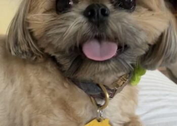 Mountain lion snags Declan the shih tzu ‘feet away’ from home’s front door, Glendale woman says