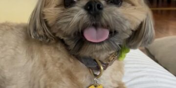 Mountain lion snags Declan the shih tzu ‘feet away’ from home’s front door, Glendale woman says