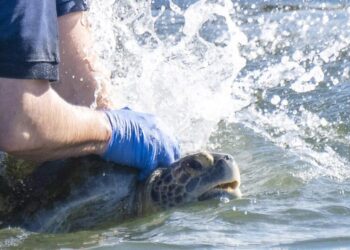 Inside the mission to get this amputee turtle back to the San Gabriel River