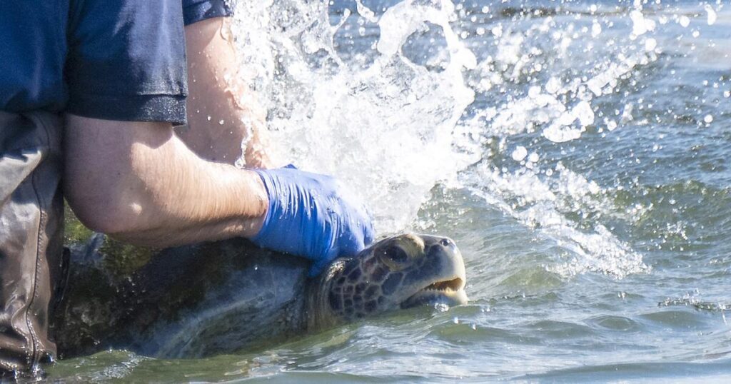 Inside the mission to get this amputee turtle back to the San Gabriel River