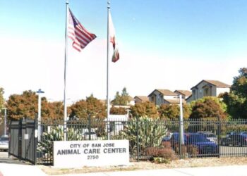 Viral Facebook post said a dog was about to be put down at a San José shelter. It was an AI hoax