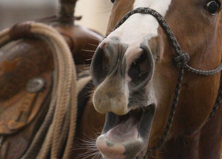 A horse’s neigh may be unique in the animal kingdom. Now scientists know how they do it