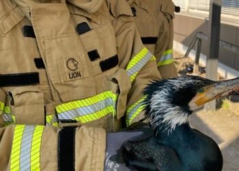 Injured seabird desperately pecks at hospital door for help