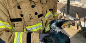 Injured seabird desperately pecks at hospital door for help