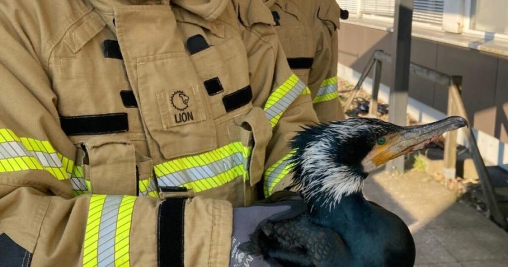 Injured seabird desperately pecks at hospital door for help