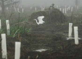 What can toughen Louisiana coast against worsening storms? Four years and 30,000 trees