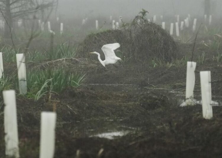 What can toughen Louisiana coast against worsening storms? Four years and 30,000 trees