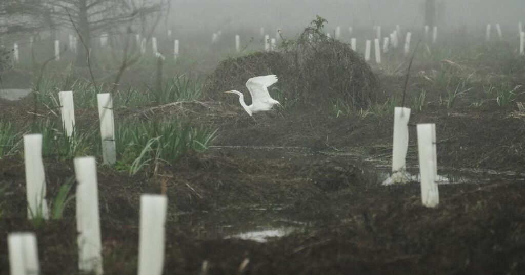 What can toughen Louisiana coast against worsening storms? Four years and 30,000 trees