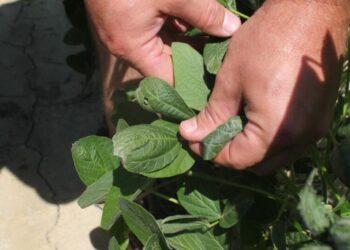 Trump administration approves weed killer dicamba for two common genetically modified crops