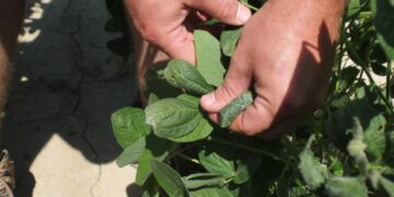 Trump administration approves weed killer dicamba for two common genetically modified crops