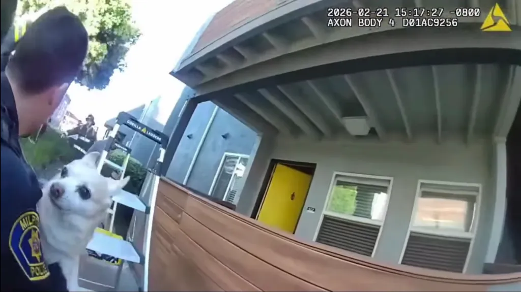 A police officer holds a small white dog.