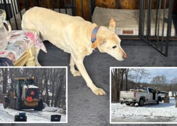 Elderly dog miraculously survives after slipping off icy cliff in Virginia