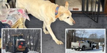 Elderly dog miraculously survives after slipping off icy cliff in Virginia