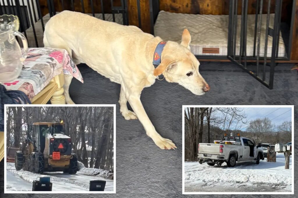 Elderly dog miraculously survives after slipping off icy cliff in Virginia