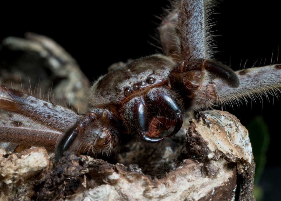 Why Are Humans So Obsessed With ‘Scary’ Animals?