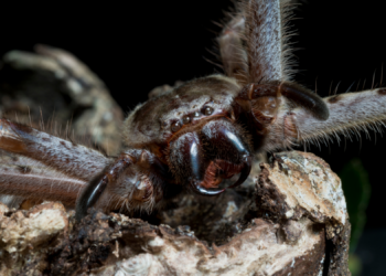 Why Are Humans So Obsessed With ‘Scary’ Animals?