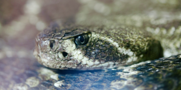 Snakes Are Eating Machines? Think Again, Some Don’t Even Feel Hunger.