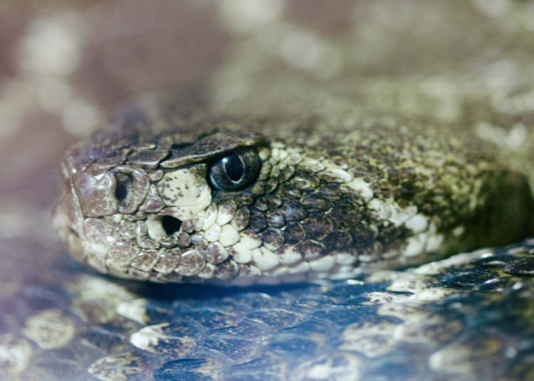 Snakes Are Eating Machines? Think Again, Some Don’t Even Feel Hunger.
