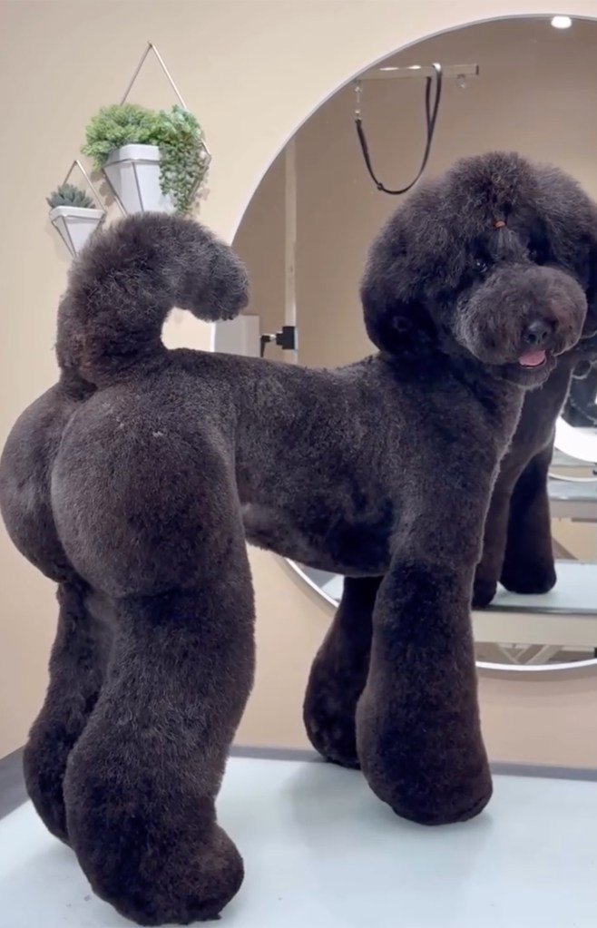 A black poodle, Raikou, with a stylish, customized