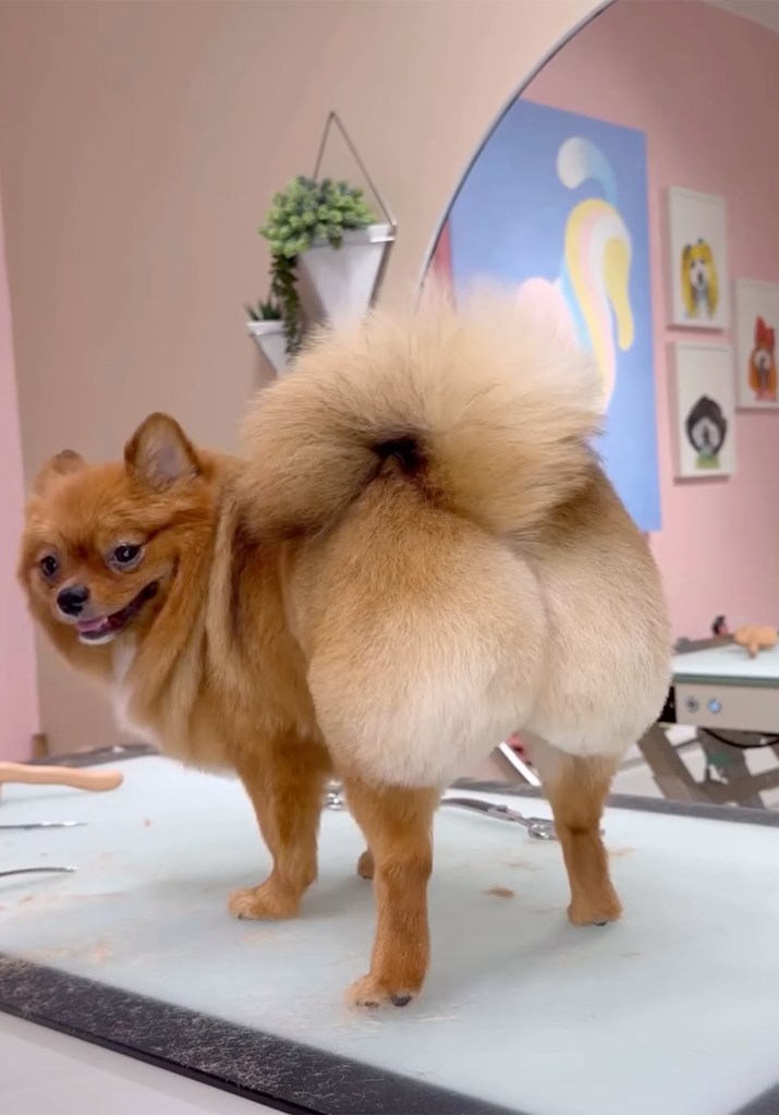 A Pomeranian with a BBL-style groom that emphasizes its hindquarters.