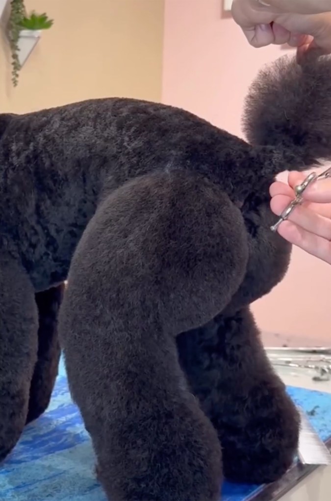 A person grooming a black poodle's hindquarters and tail with scissors.