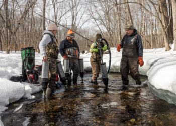 The Fragile Hope for Salmon Recovery in Maine