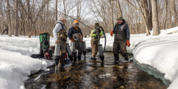 The Fragile Hope for Salmon Recovery in Maine