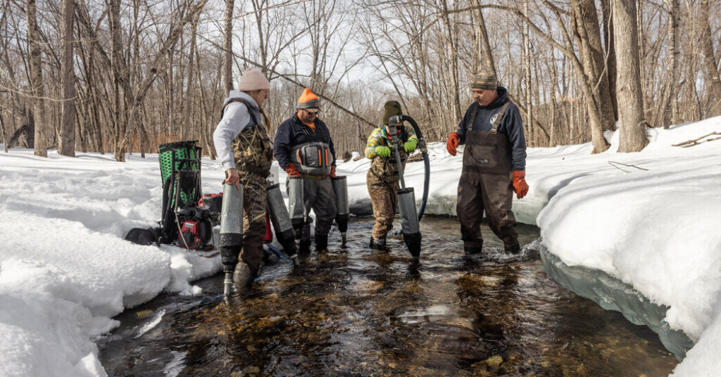 The Fragile Hope for Salmon Recovery in Maine