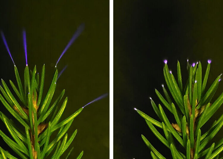 Your Closest Forest Gets Lit Up by a Hidden Purple Glow