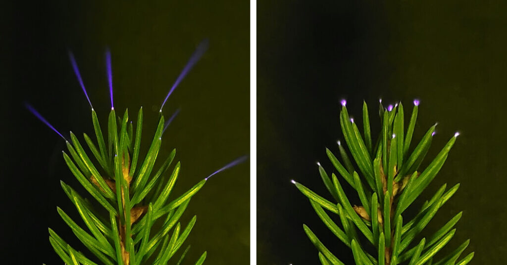 Your Closest Forest Gets Lit Up by a Hidden Purple Glow
