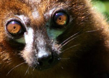 Lemurs Love This Fruit That Is Choking Madagascar’s Forests