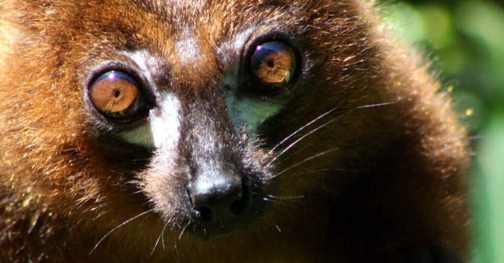 Lemurs Love This Fruit That Is Choking Madagascar’s Forests