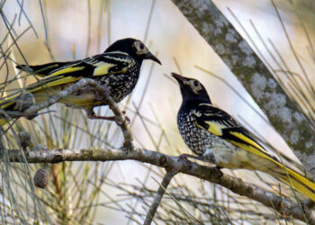 How to Bring a Bird’s Song Back From the Edge of Extinction