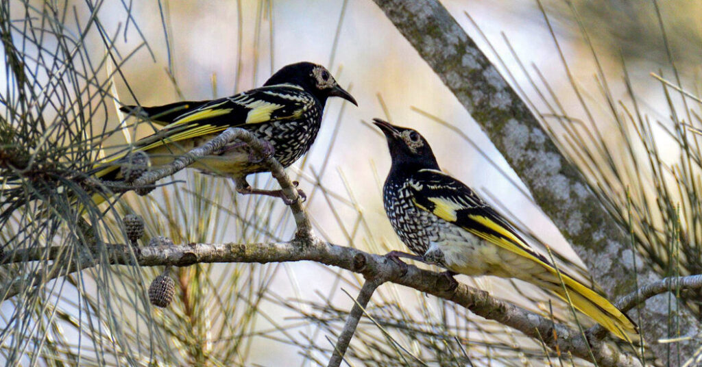 How to Bring a Bird’s Song Back From the Edge of Extinction