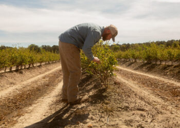Covid Relief Loans Are Haunting Small Businesses