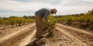 Covid Relief Loans Are Haunting Small Businesses