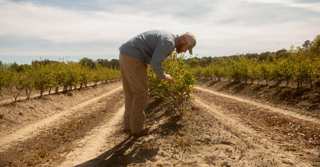 Covid Relief Loans Are Haunting Small Businesses