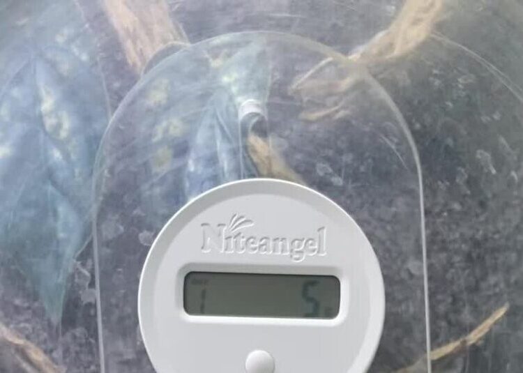 Saving Hermit Crabs by Breeding Them in the Suburbs