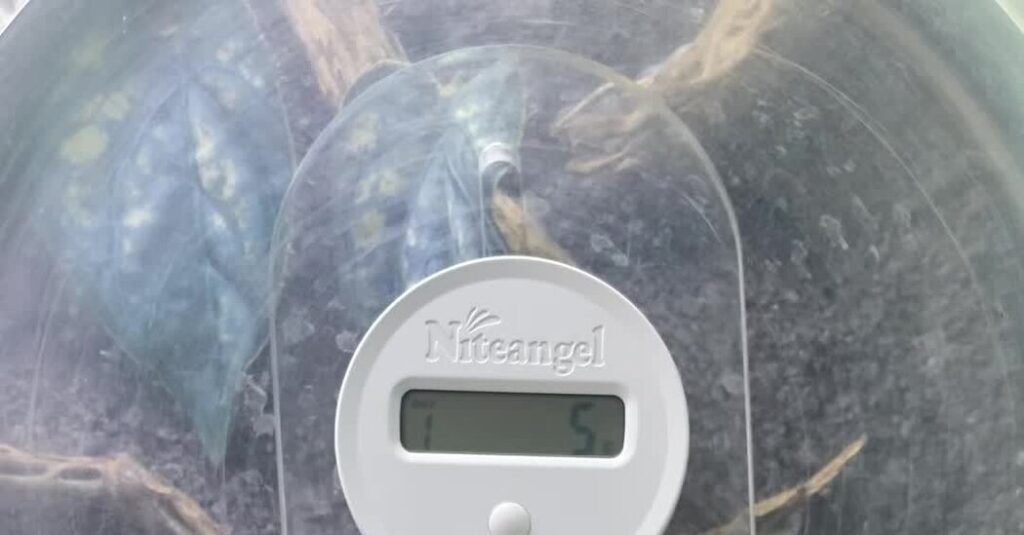 Saving Hermit Crabs by Breeding Them in the Suburbs